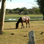 Phasellus viverra nulla ut