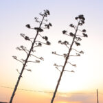 In hac habitasse platea