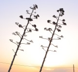 In hac habitasse platea