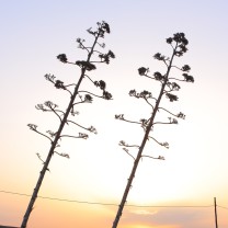 In hac habitasse platea