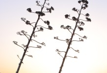 In hac habitasse platea