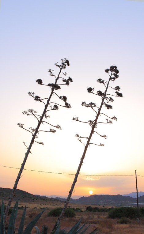 In hac habitasse platea