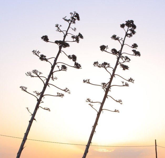 In hac habitasse platea