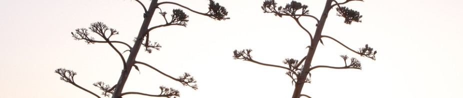 In hac habitasse platea