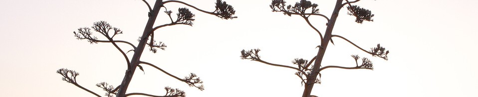 In hac habitasse platea