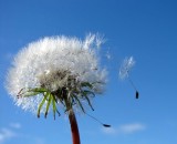 Aussiegall Aussiegall