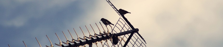 Vestibulum Bibendum Nibh Quis Sollicitudin