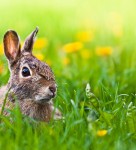 Now you see me, Now you don’t