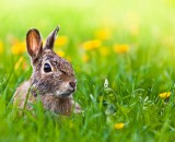 Now you see me, Now you don’t Now you see me, Now you don’t