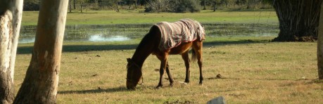 Phasellus viverra nulla ut