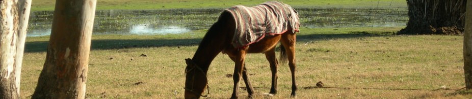 Phasellus viverra nulla ut