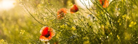 Phasellus leo dolor tempus