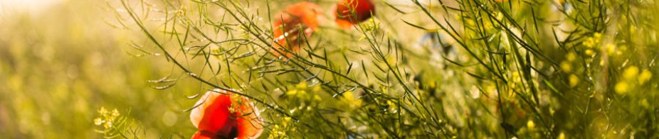 Phasellus leo dolor tempus