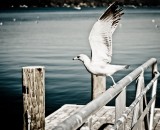 Take off to abroad Take off to abroad